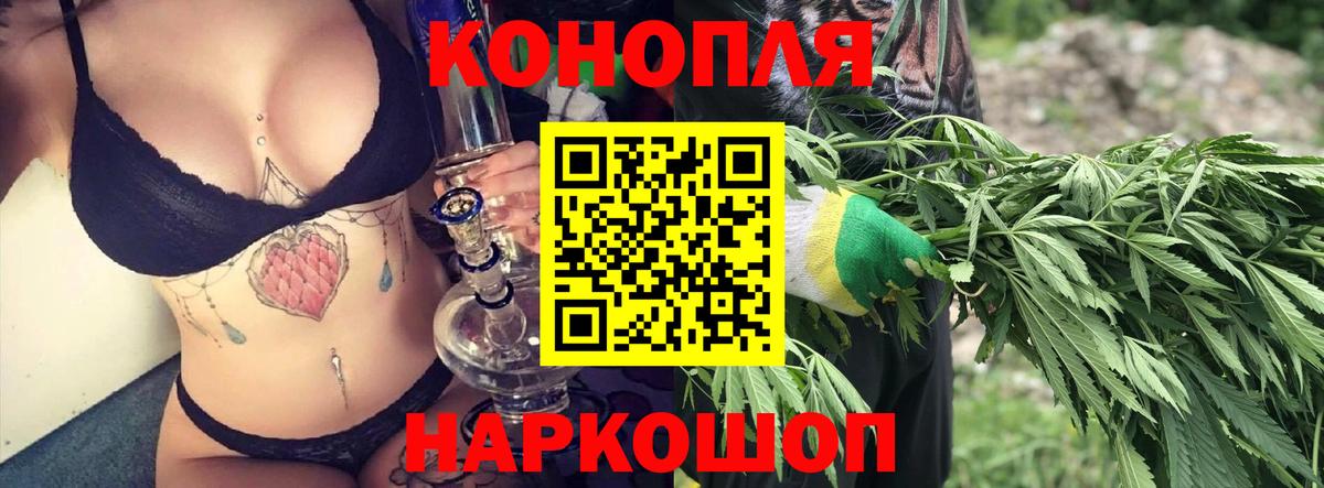 Каннабис сатива Балтийск